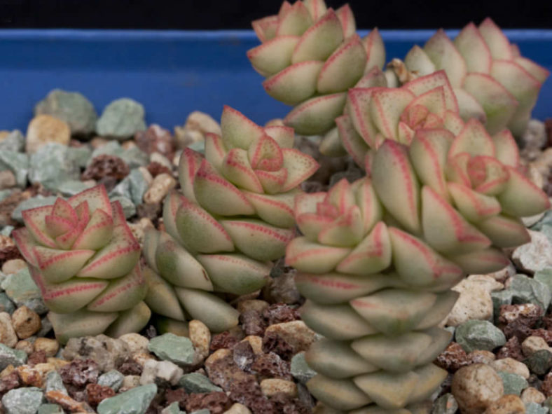 Crassula 'Pastel' - Variegated Tom Thumb