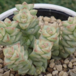 Crassula 'Pastel' - Variegated Tom Thumb