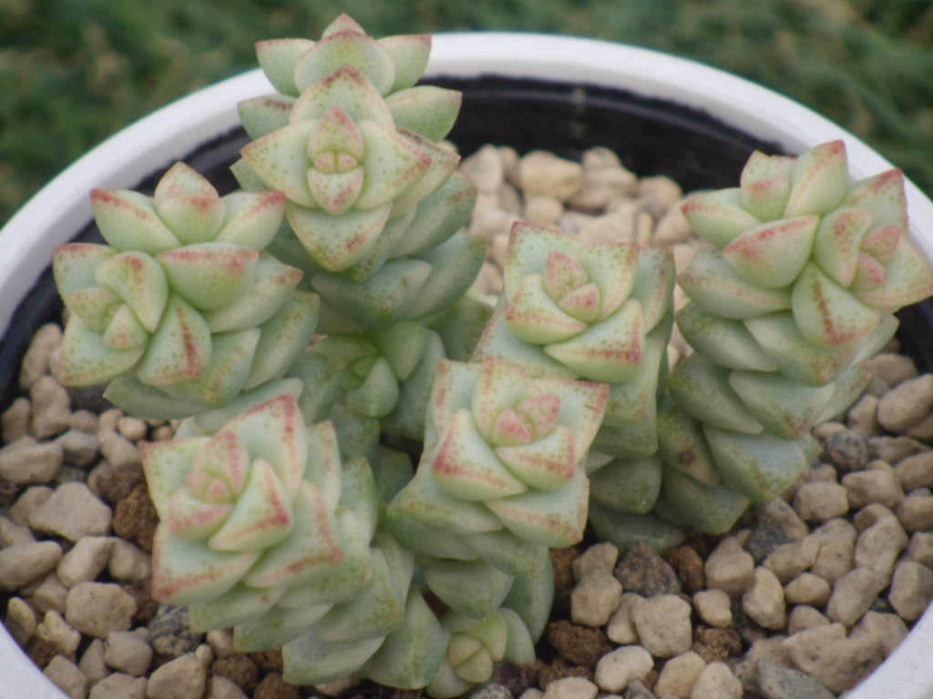 Unrooted cutting with min 4 sets of leaves. Crassula 'Pastel" variegated 