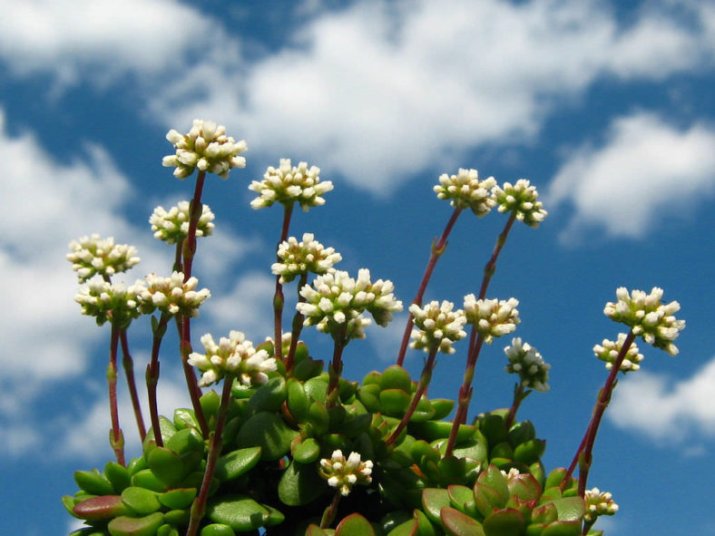 Crassula atropurpurea var. anomala