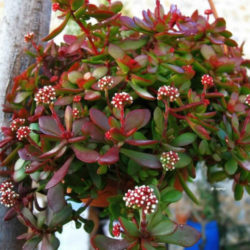 Crassula atropurpurea var. anomala - World of Succulents