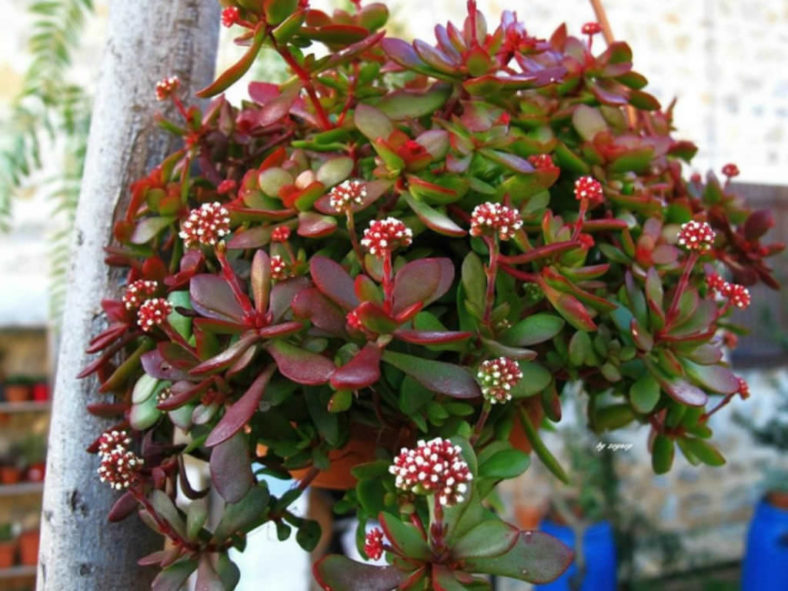 Crassula atropurpurea var. anomala