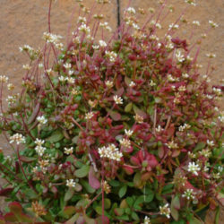 Crassula atropurpurea var. anomala