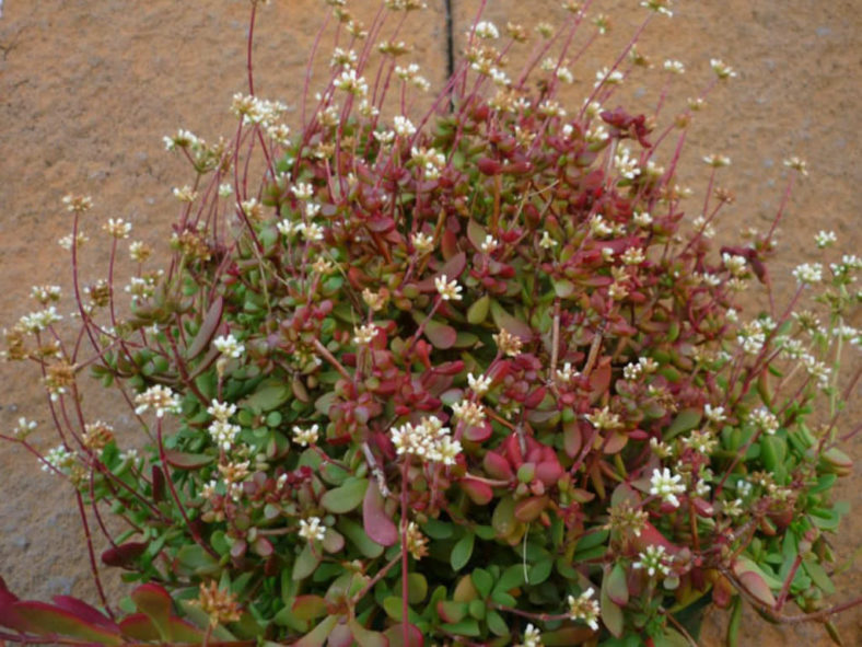 Crassula atropurpurea var. anomala