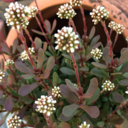 Crassula atropurpurea var. anomala - World of Succulents