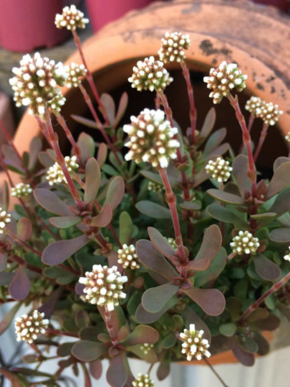 Crassula atropurpurea var. anomala