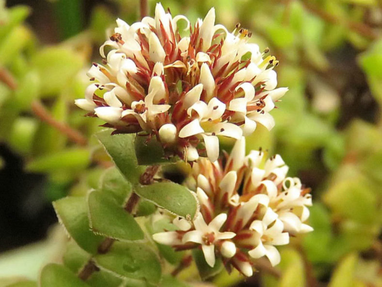 Crassula obovata