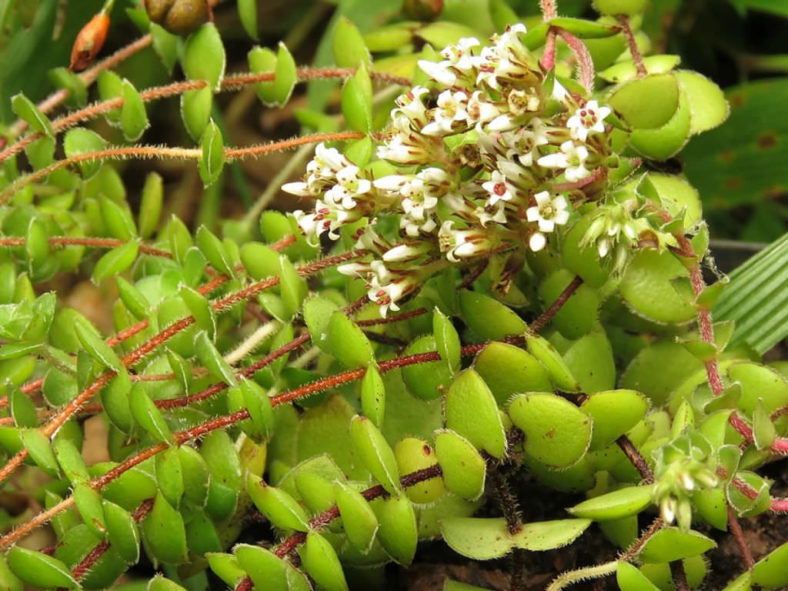 Crassula obovata