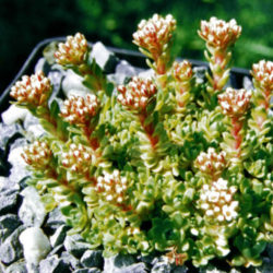 Crassula obovata