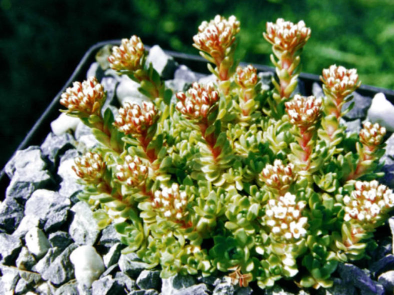 Crassula obovata