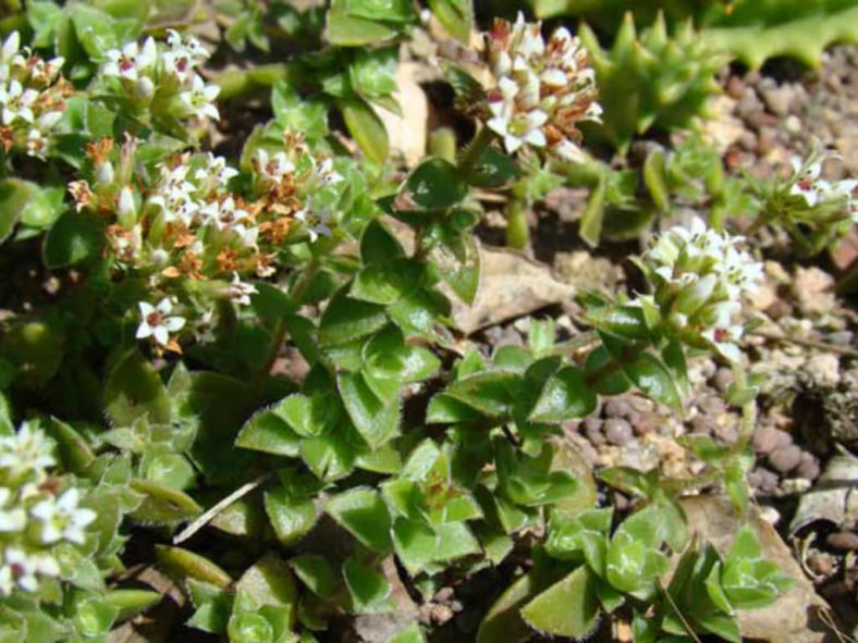 Crassula obovata