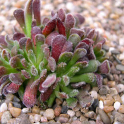 Crassula pubescens - Jersey Pigmyweed