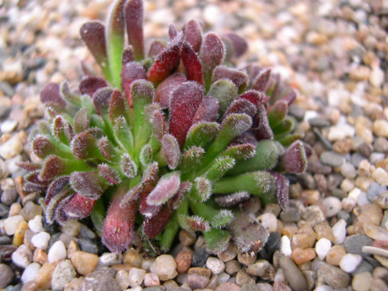 Crassula pubescens - Jersey Pigmyweed