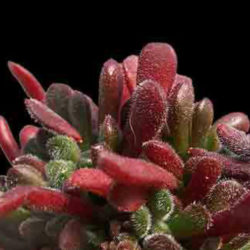 Crassula pubescens - Jersey Pigmyweed