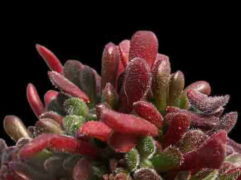 Crassula pubescens - Jersey Pigmyweed