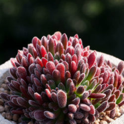 Crassula pubescens - Jersey Pigmyweed