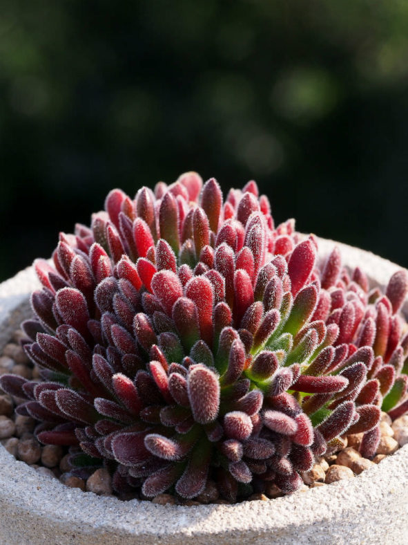 Crassula pubescens - Jersey Pigmyweed