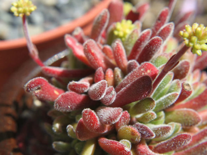 Crassula pubescens - Jersey Pigmyweed