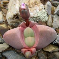 Didymaotus lapidiformis - Spirit Stone