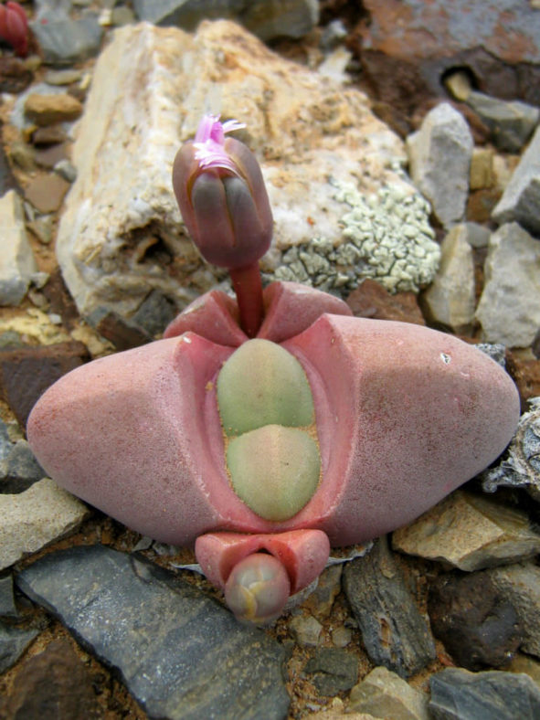 Didymaotus lapidiformis - Spirit Stone