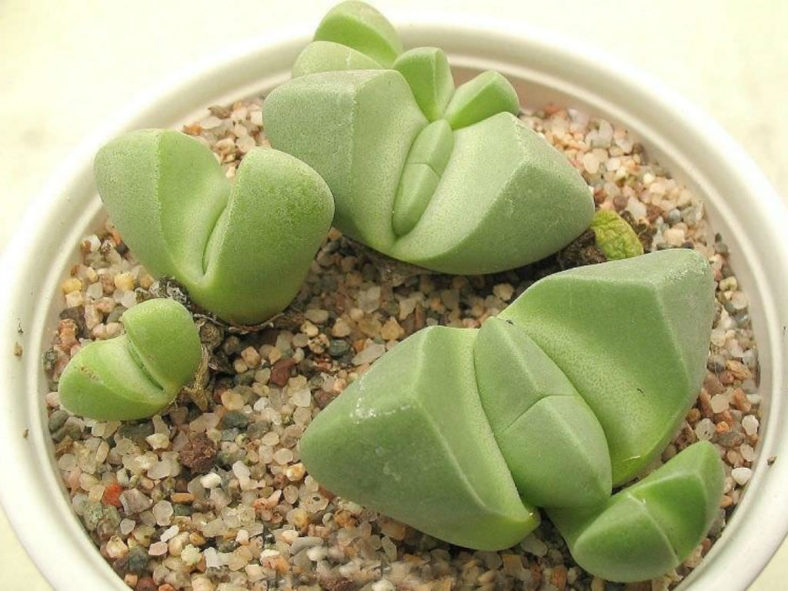 Didymaotus lapidiformis - Spirit Stone