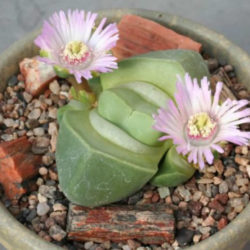 Didymaotus lapidiformis - Spirit Stone