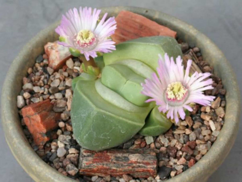 Didymaotus lapidiformis - Spirit Stone