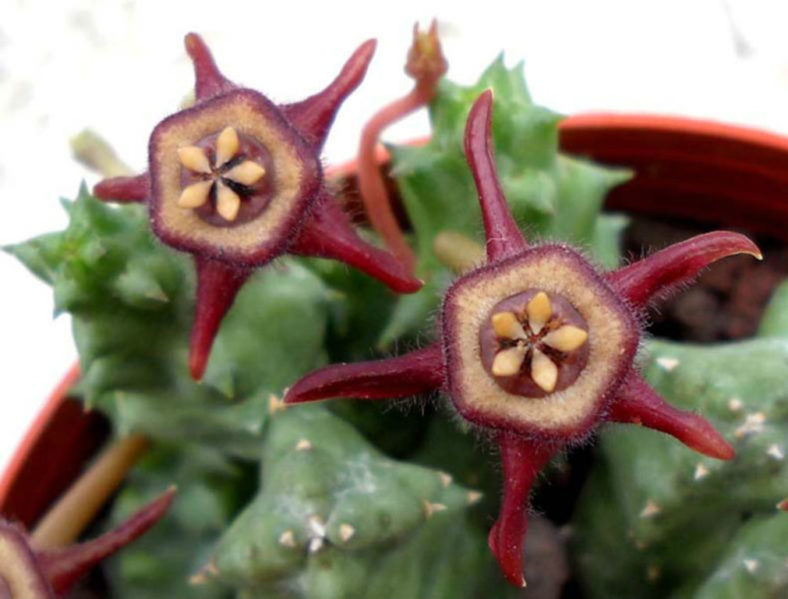 Duvalia caespitosa subsp. pubescens