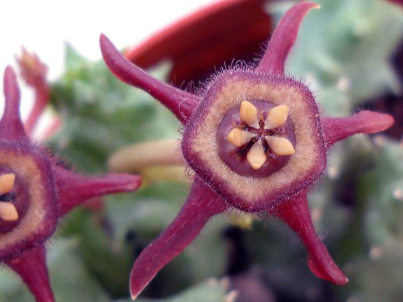 Duvalia caespitosa subsp. pubescens