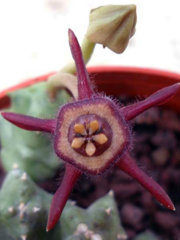 Duvalia caespitosa subsp. pubescens