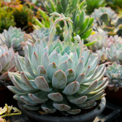 Echeveria 'Laulindsa'