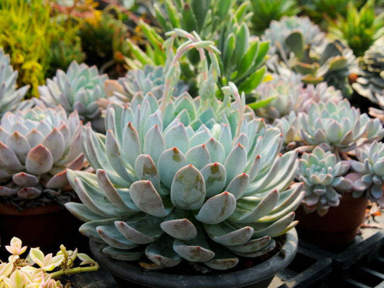 Echeveria 'Laulindsa'