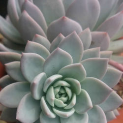 Echeveria 'Laulindsa'