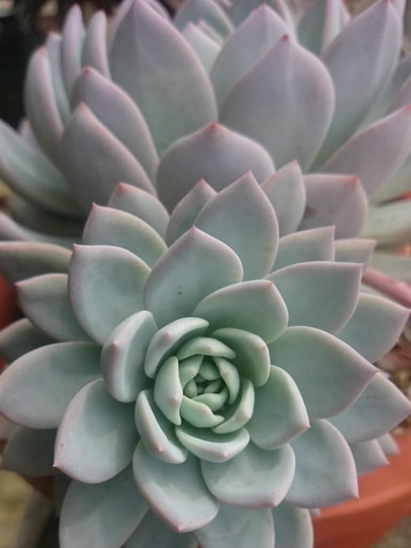 Echeveria 'Laulindsa'