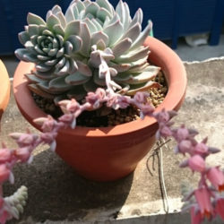 Echeveria 'Laulindsa'