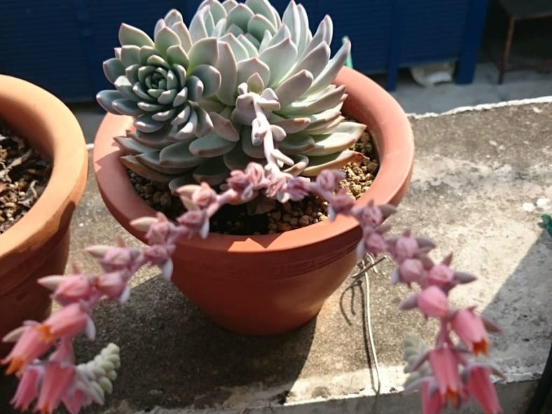 Echeveria 'Laulindsa'