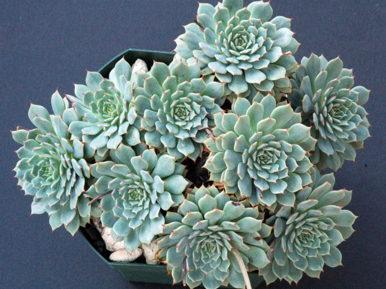 Echeveria 'Pinwheel'