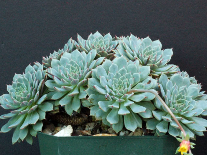 Echeveria 'Pinwheel'