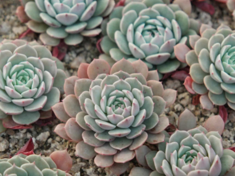 Echeveria 'Pinwheel'