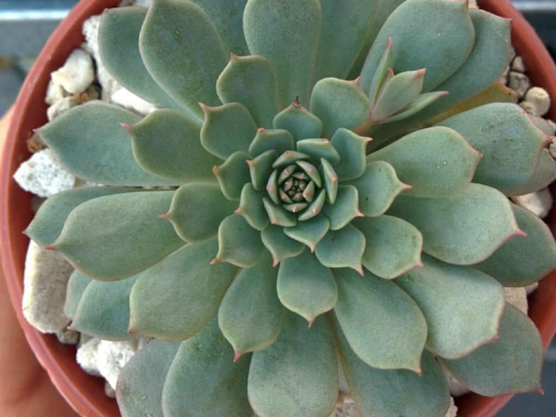 Echeveria 'Pinwheel'