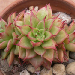 Echeveria 'Macabeana' aka Echeveria agavoides 'Macabeana'