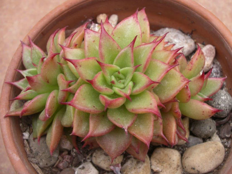 Echeveria 'Macabeana' aka Echeveria agavoides 'Macabeana'