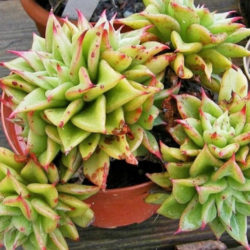 Echeveria 'Macabeana' aka Echeveria agavoides 'Macabeana'