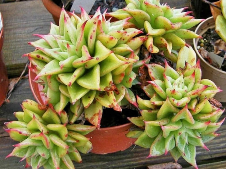 Echeveria 'Macabeana' aka Echeveria agavoides 'Macabeana'