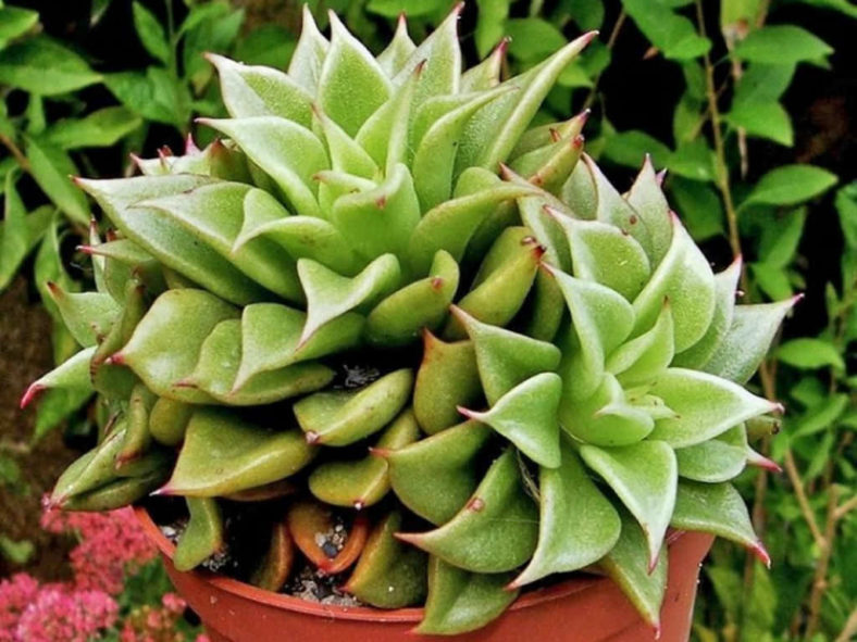 Echeveria 'Macabeana' aka Echeveria agavoides 'Macabeana'