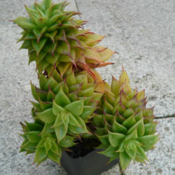 Echeveria 'Macabeana' aka Echeveria agavoides 'Macabeana'