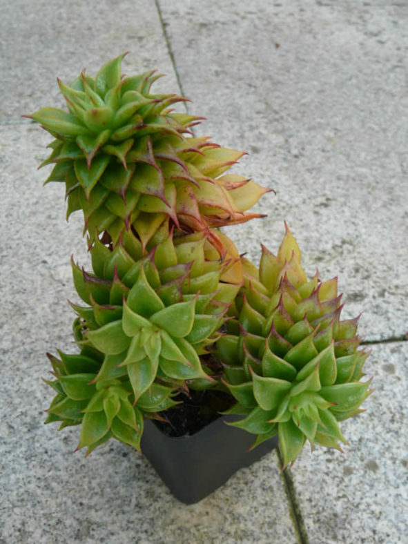 Echeveria 'Macabeana' aka Echeveria agavoides 'Macabeana'