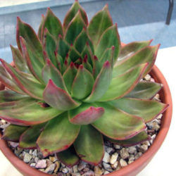 Echeveria agavoides 'Prolifera' (Carpet Echeveria)
