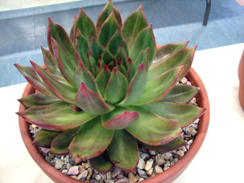 Echeveria agavoides 'Prolifera' (Carpet Echeveria)
