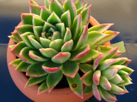 Echeveria agavoides 'Prolifera' (Carpet Echeveria) - World of Succulents